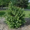 Hazelnut Beaked #2 - Image 3
